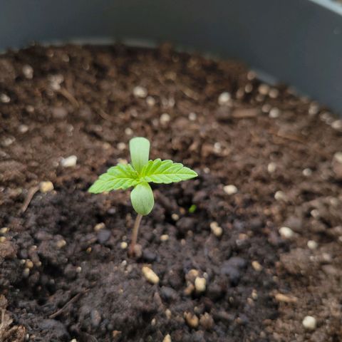 Special Queen #1 growlog timeline photo