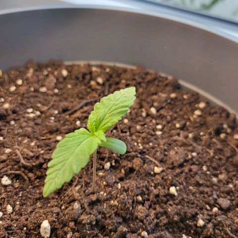 Special Queen #1 growlog timeline photo