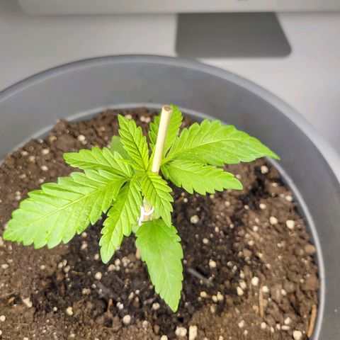 Special Queen #1 growlog timeline photo