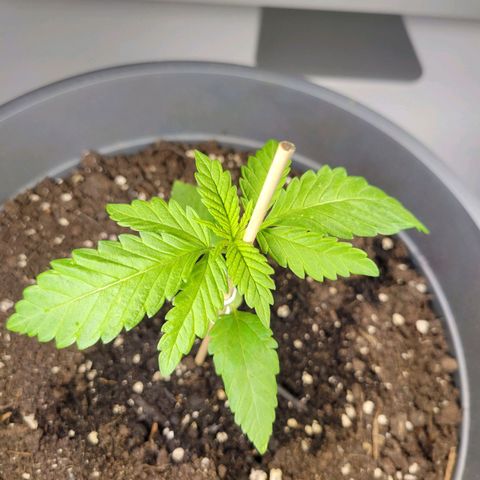 Special Queen #1 growlog timeline photo