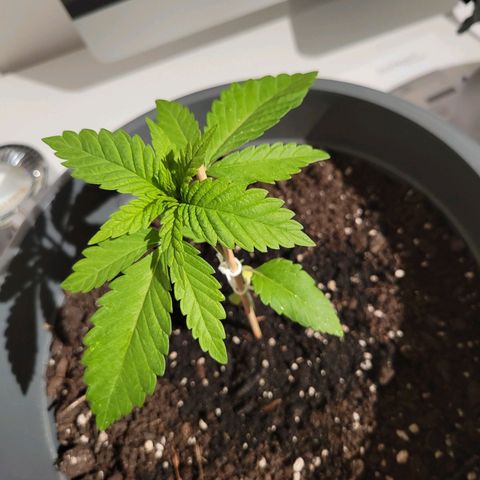 Special Queen #1 growlog timeline photo