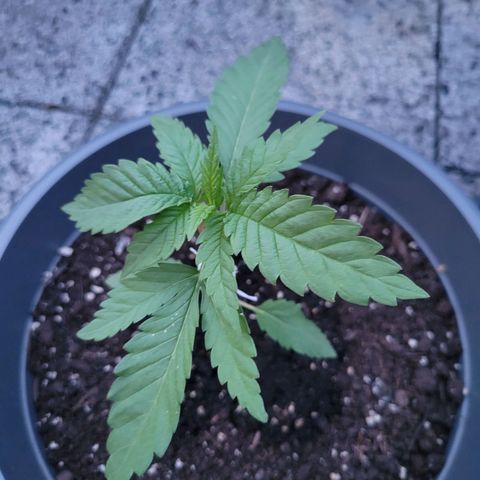 Special Queen #1 growlog timeline photo