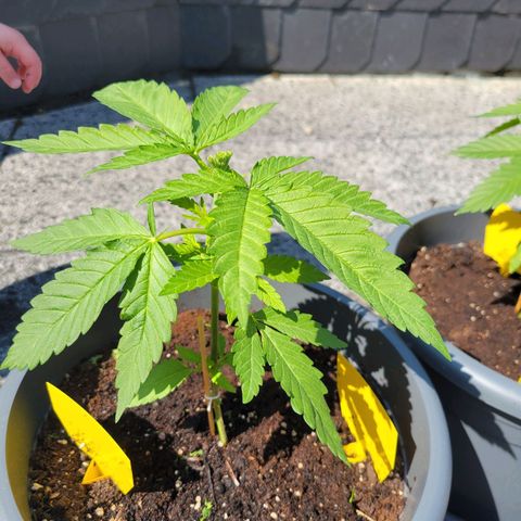 Special Queen #1 growlog timeline photo
