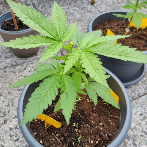 Special Queen #1 growlog timeline photo