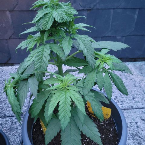 Special Queen #1 growlog timeline photo