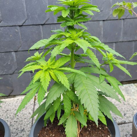 Special Queen #1 growlog timeline photo