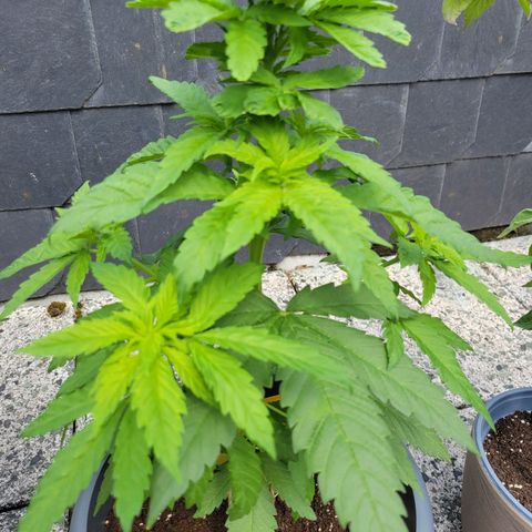Special Queen #1 growlog timeline photo