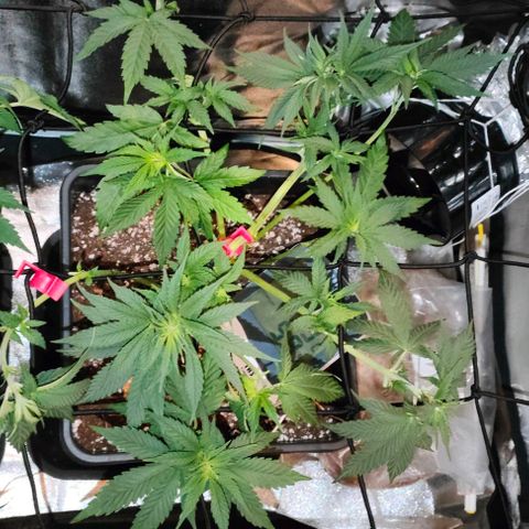 Sour Apple growlog photo: defogliazione
