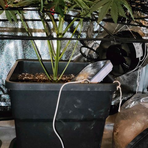 Sour Apple growlog photo: defogliazione