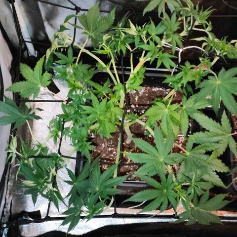 Blackberry Moonrocks growlog photo: defogliazione
