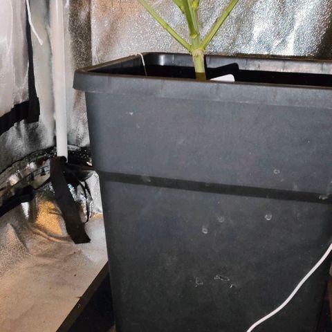 Blackberry Moonrocks growlog photo: defogliazione