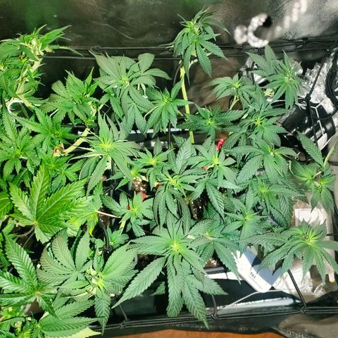 Sour Apple growlog timeline photo