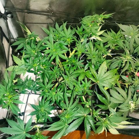 Blackberry Moonrocks growlog timeline photo