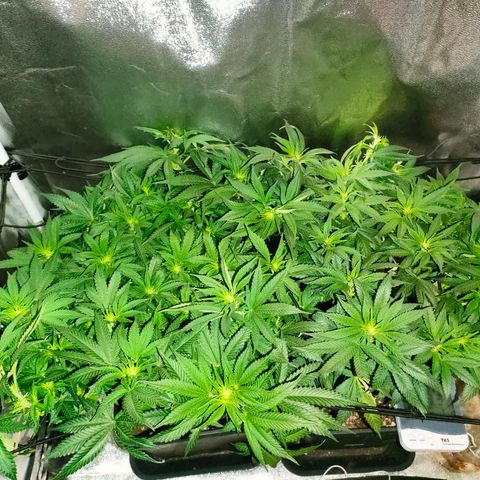 Sour Apple growlog timeline photo
