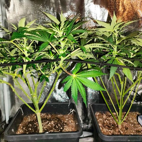 Sour Apple growlog timeline photo