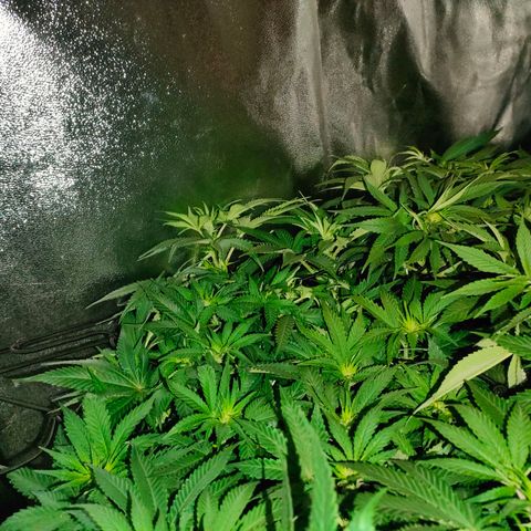 Sour Apple growlog timeline photo