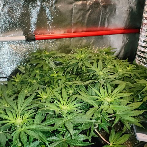 Blackberry Moonrocks growlog timeline photo