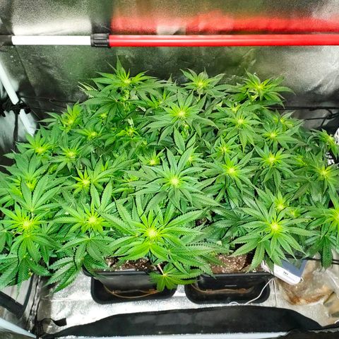 Blackberry Moonrocks growlog timeline photo