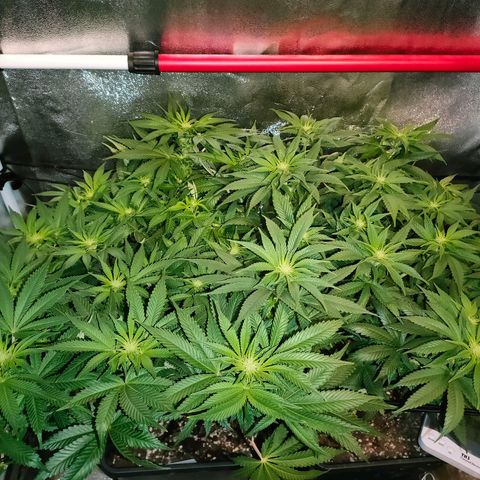 Blackberry Moonrocks growlog timeline photo