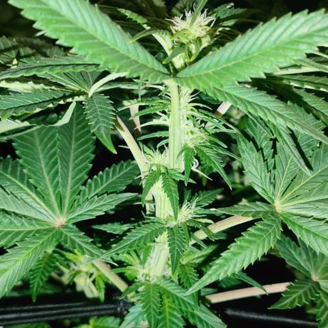 Blackberry Moonrocks growlog timeline photo
