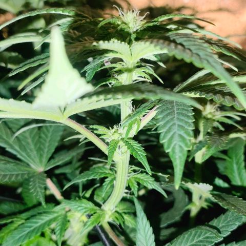Sour Apple growlog timeline photo