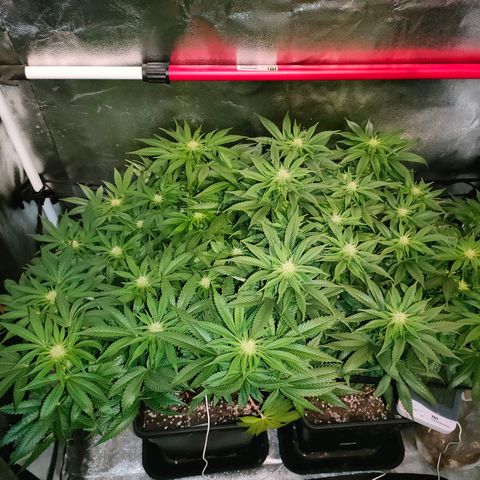 Blackberry Moonrocks growlog timeline photo