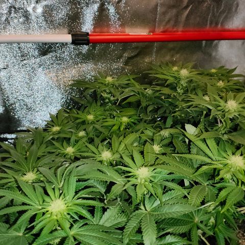 Blackberry Moonrocks growlog timeline photo