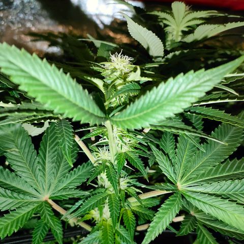 Blackberry Moonrocks growlog timeline photo