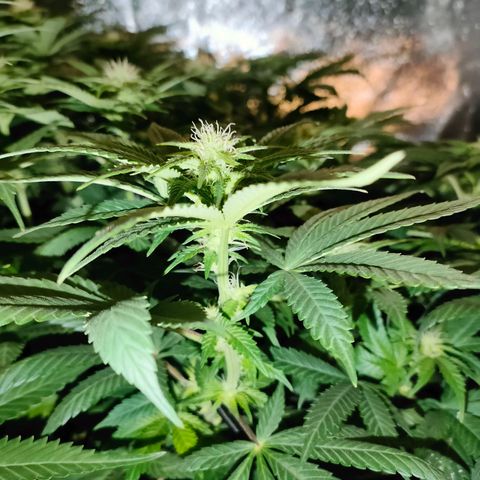 Sour Apple growlog timeline photo