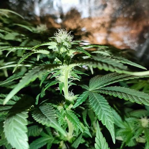 Sour Apple growlog timeline photo