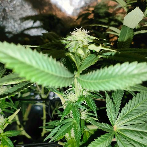 Blackberry Moonrocks growlog timeline photo