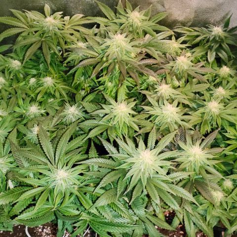 Blackberry Moonrocks growlog timeline photo
