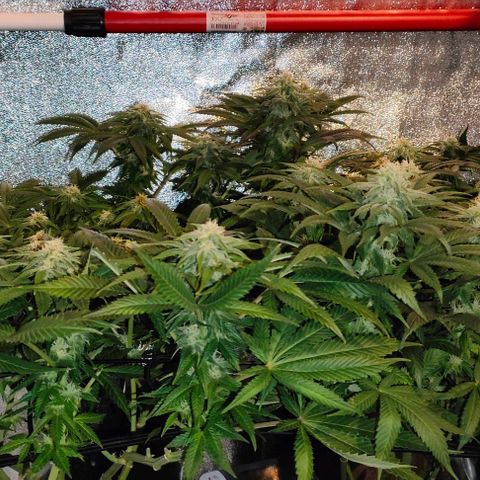 Blackberry Moonrocks growlog timeline photo