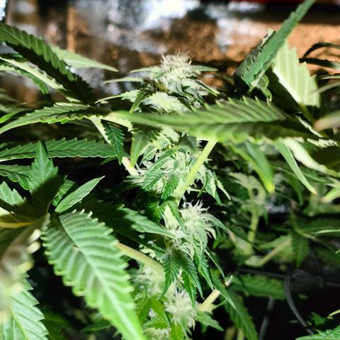Blackberry Moonrocks growlog timeline photo