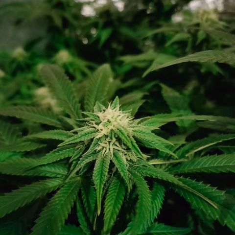 Blackberry Moonrocks growlog timeline photo