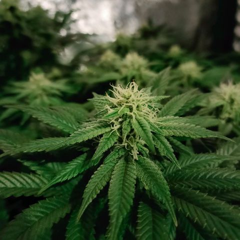 Sour Apple growlog timeline photo