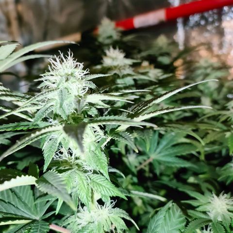 Sour Apple growlog timeline photo