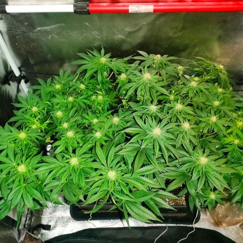 Blackberry Moonrocks growlog timeline photo