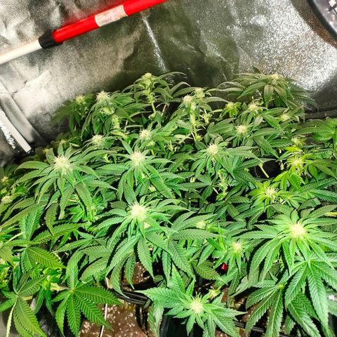 Blackberry Moonrocks growlog timeline photo