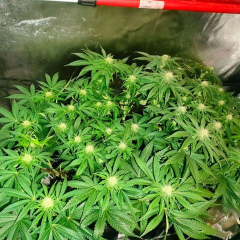 Blackberry Moonrocks growlog timeline photo