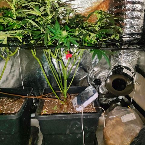 Sour Apple growlog timeline photo
