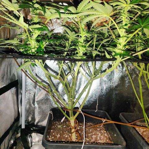 Blackberry Moonrocks growlog timeline photo