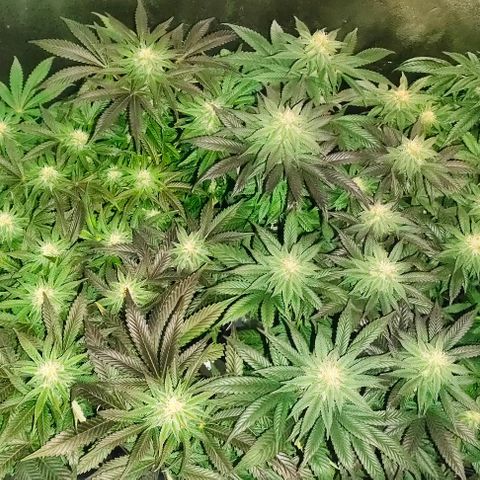 Blackberry Moonrocks growlog photo: purpleing