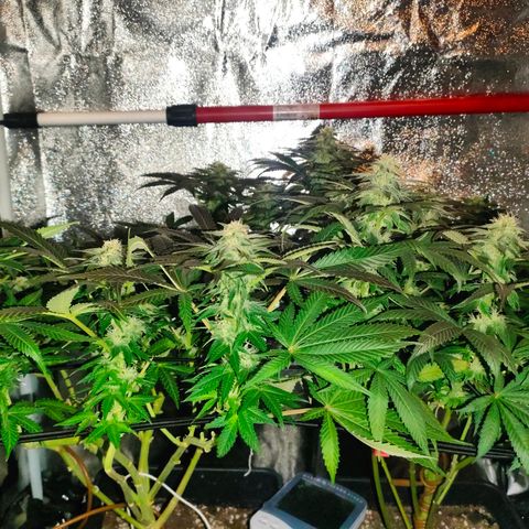 Blackberry Moonrocks growlog photo: purpleing