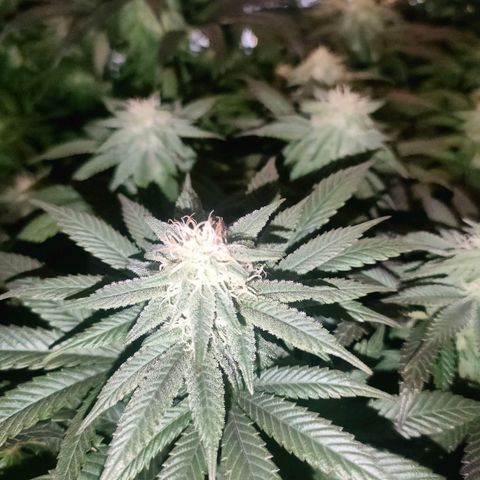 Sour Apple growlog photo: purpleing
