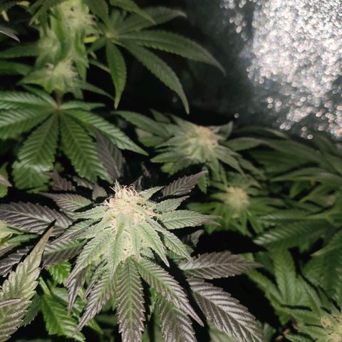 Sour Apple growlog photo: purpleing