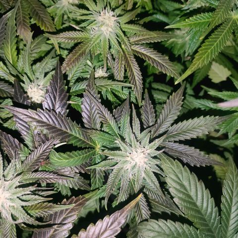 Blackberry Moonrocks growlog photo: purpleing