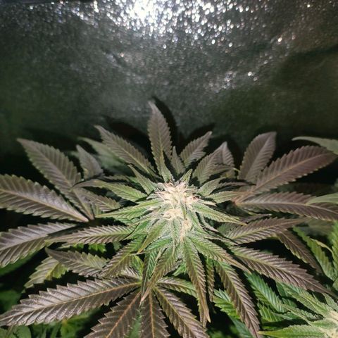 Blackberry Moonrocks growlog photo: purpleing