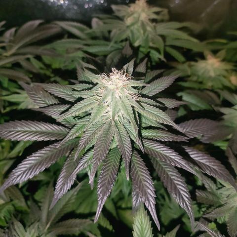 Sour Apple growlog photo: purpleing