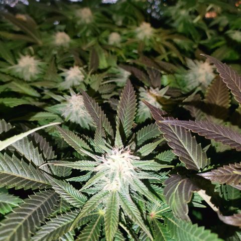 Blackberry Moonrocks growlog photo: purpleing